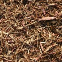 Western Red Cedar - Image 4