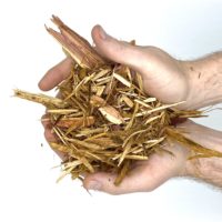 Western Red Cedar - Image 2